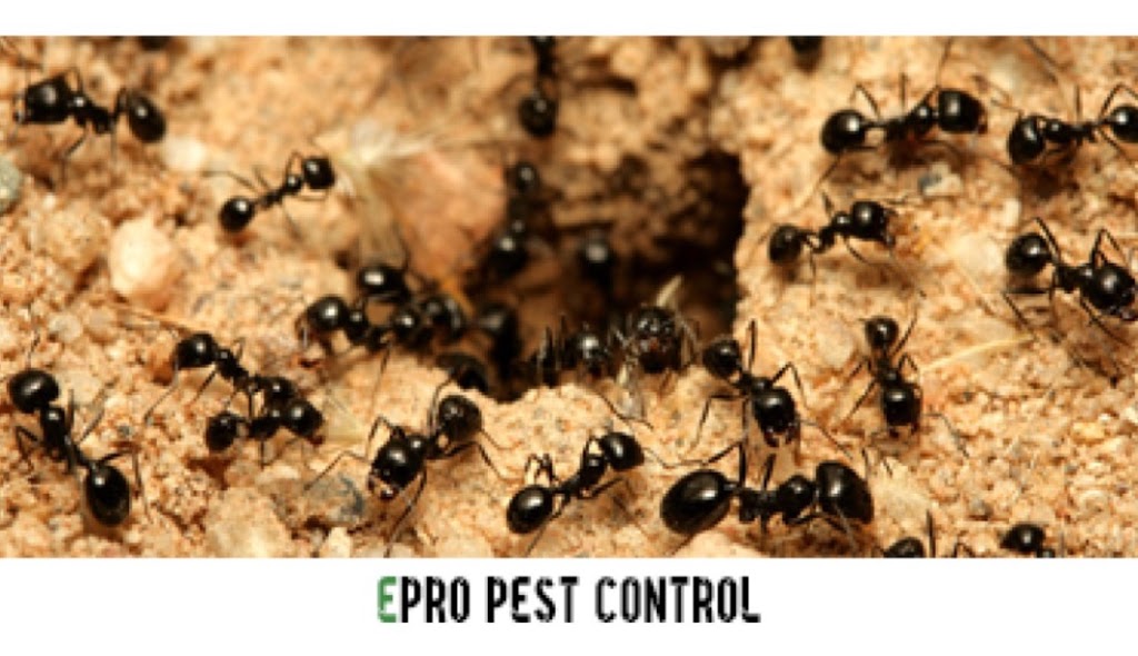 Epro Pest Control Inc | 74 Harpreet Cir, Etobicoke, ON M9W 0E2, Canada | Phone: (416) 834-3789