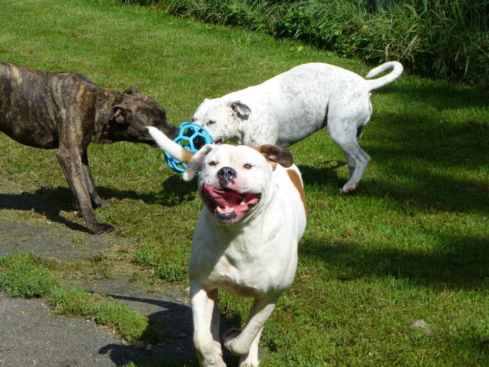 Chenil Lac Brome Kennel | 28 Chemin Barnes, West Brome, QC J0E 2P0, Canada | Phone: (450) 243-5587