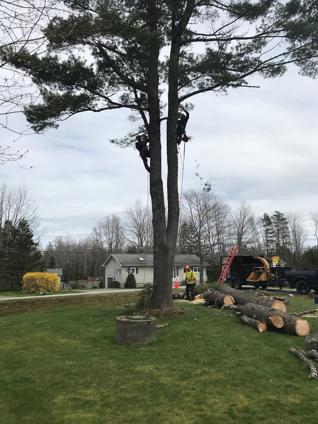 Mayfair Tree Care Ltd | 115 Northwind Rd, Pleasantville, NS B0R 1G0, Canada | Phone: (902) 543-3503