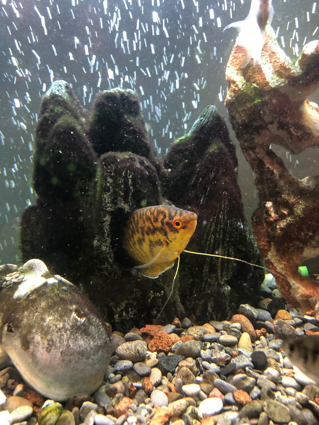 Wongs Aquarium | 590 Gerrard St E, Toronto, ON M4M 1Y3, Canada | Phone: (416) 461-5362