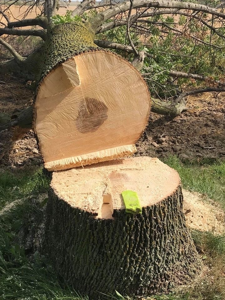 Nine Mile Tree Service | 84679 Kingsbridge Line RR3, Goderich, ON N7A 3X9, Canada | Phone: (519) 955-6869