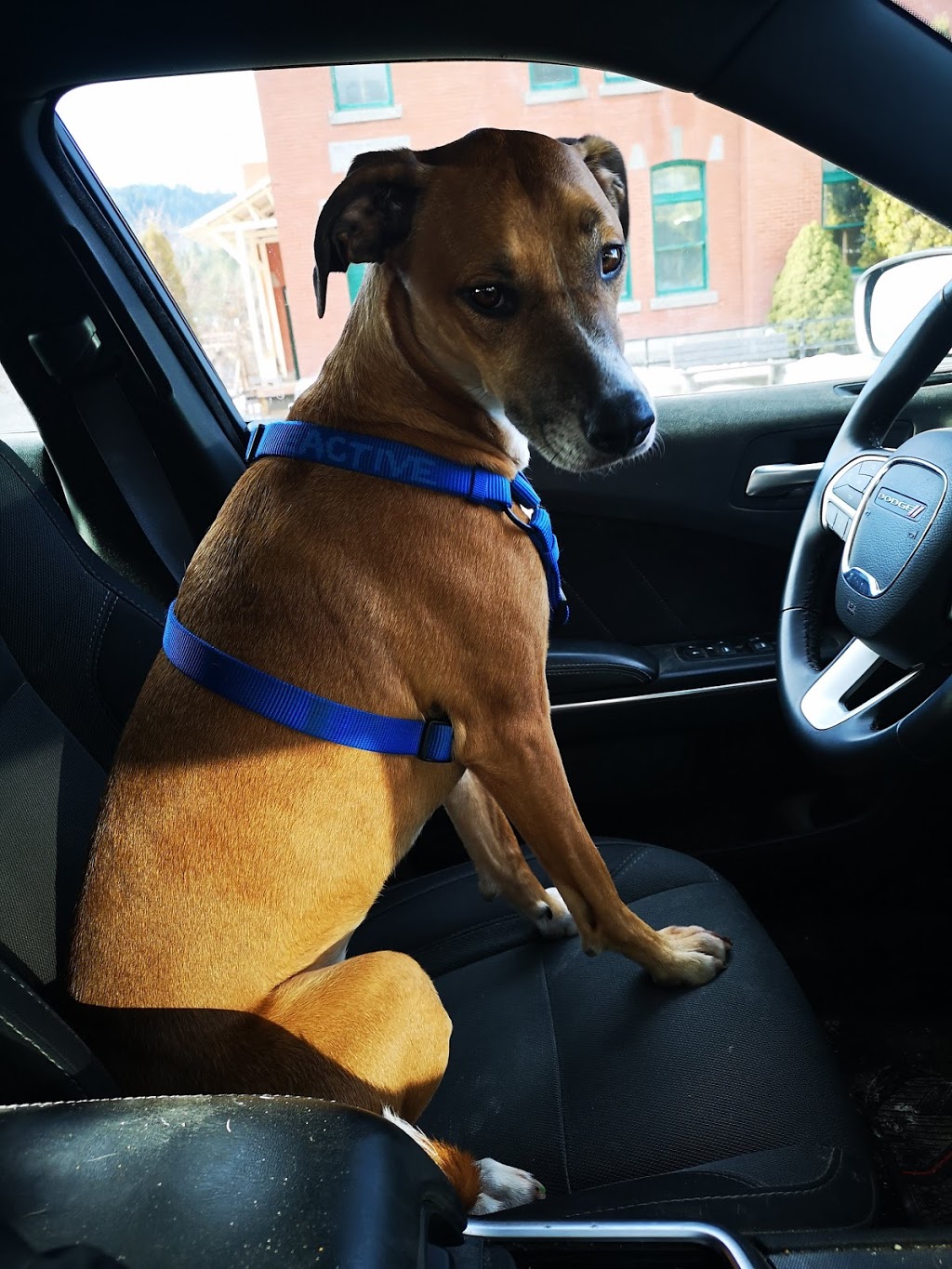 South Valley Veterinary Hospital | 10412 BC-97, Osoyoos, BC V0H 1V2, Canada | Phone: (250) 495-6760