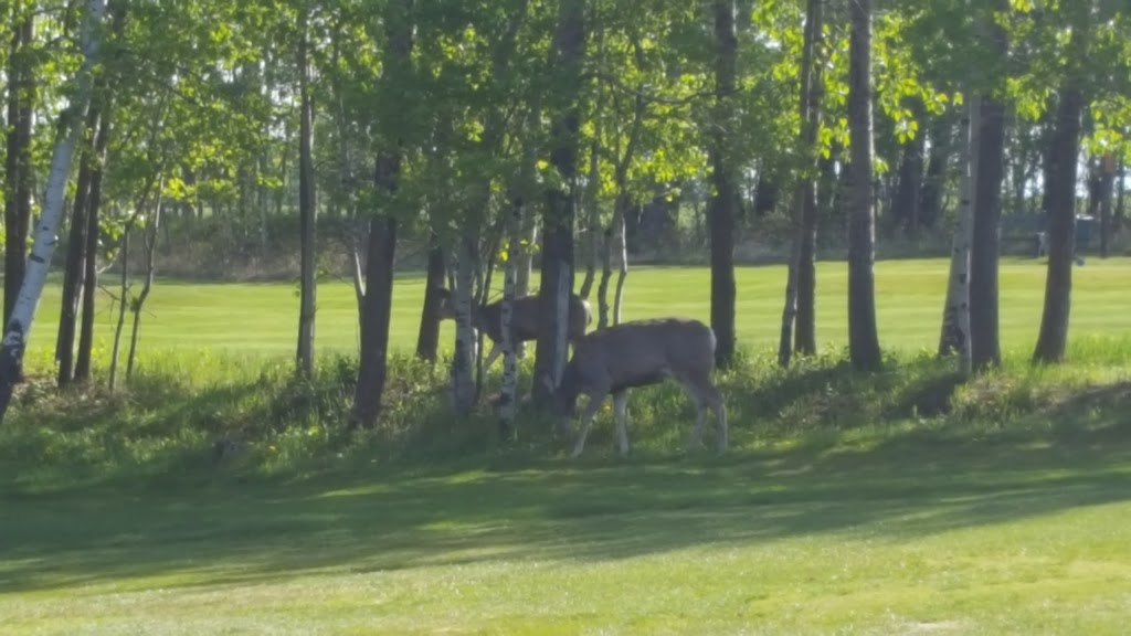 Ponoka Community Golf Club | 3519 46 St, Ponoka, AB T4J 1R5, Canada | Phone: (403) 783-4626