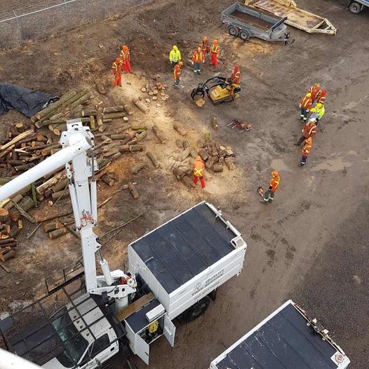 Quality Tree Service | 43 Alice St, Acton, ON L7J 2A9, Canada | Phone: (905) 873-6982