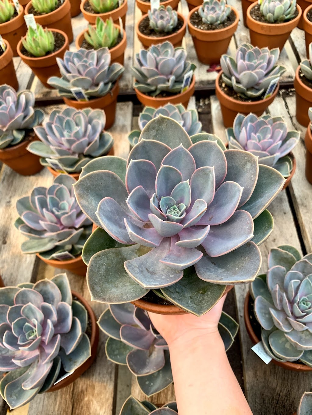 Knapps Nursery and Farms Ltd. | 8066 Wellington Rd 124, Guelph, ON N1H 6H7, Canada | Phone: (519) 824-2800