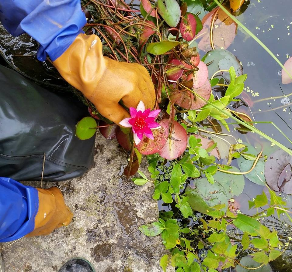 Koi Nursery & Water Gardens | 21751 Simcoe St, Seagrave, ON L0C 1G0, Canada | Phone: (905) 985-4600