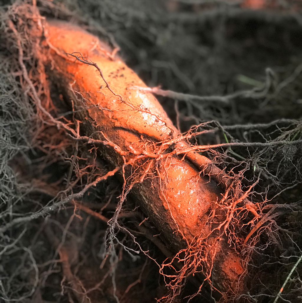 Alpine Tree Care | 3191 Pleasant St, Richmond, BC V7E 2P1, Canada | Phone: (604) 834-7586