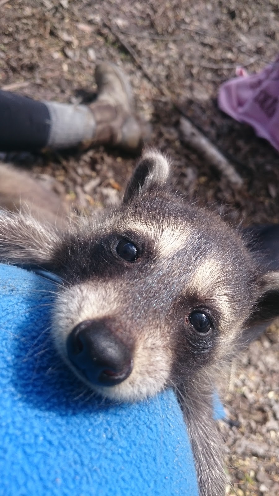 Constance Creek Wildlife Refuge | 2494 Dunrobin Rd, Dunrobin, ON K0A 1T0, Canada | Phone: (613) 222-4719