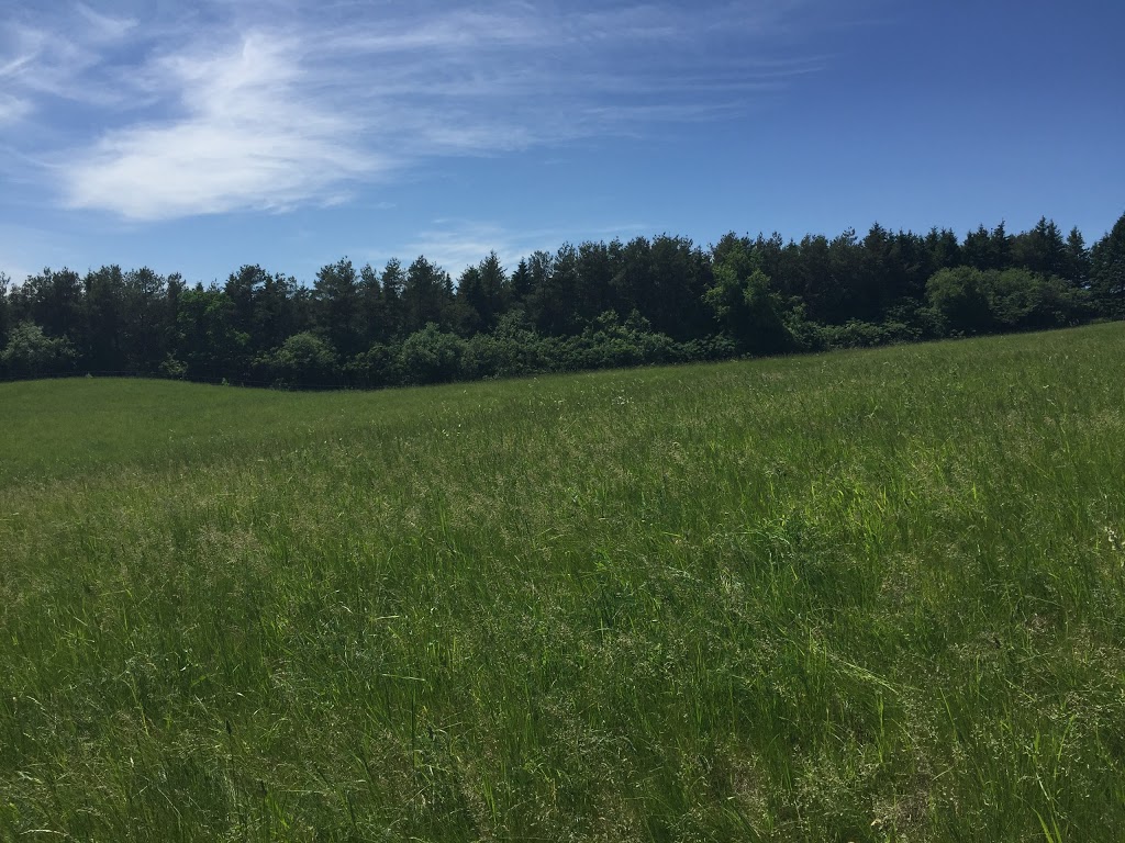 DreamRidge Equestrian | 95 Townline Road East, Port Perry, ON L9L 1B3, Canada | Phone: (416) 716-9464