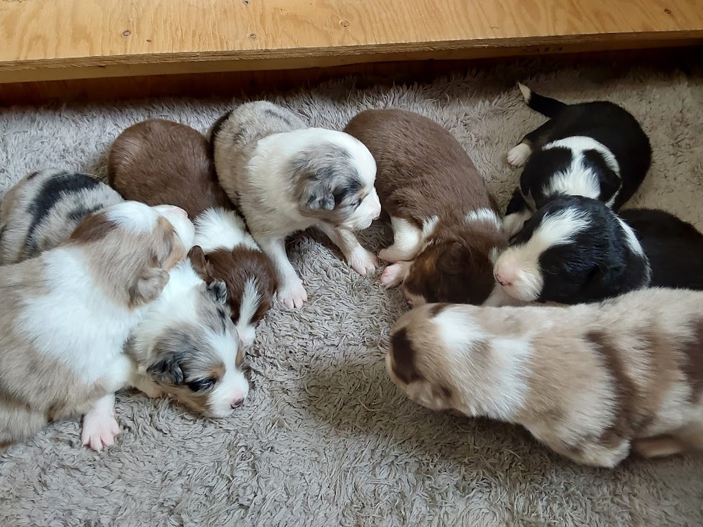 Une Belle Vie De Chien | 9500 Rang Sainte-Marguerite, Saint-Philibert, QC G0M 1X0, Canada | Phone: (418) 222-5551
