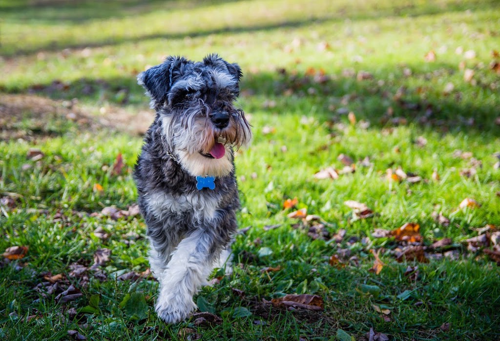 Presbrooke Kennels | 149 Reeves Rd, New Glasgow, NS B2H 5C7, Canada | Phone: (902) 331-1433