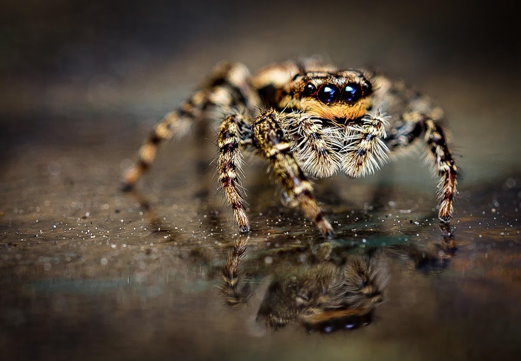 Amherst Exterminators | 85 Wrexham Ct N, Tonawanda, NY 14150, USA | Phone: (716) 898-2021