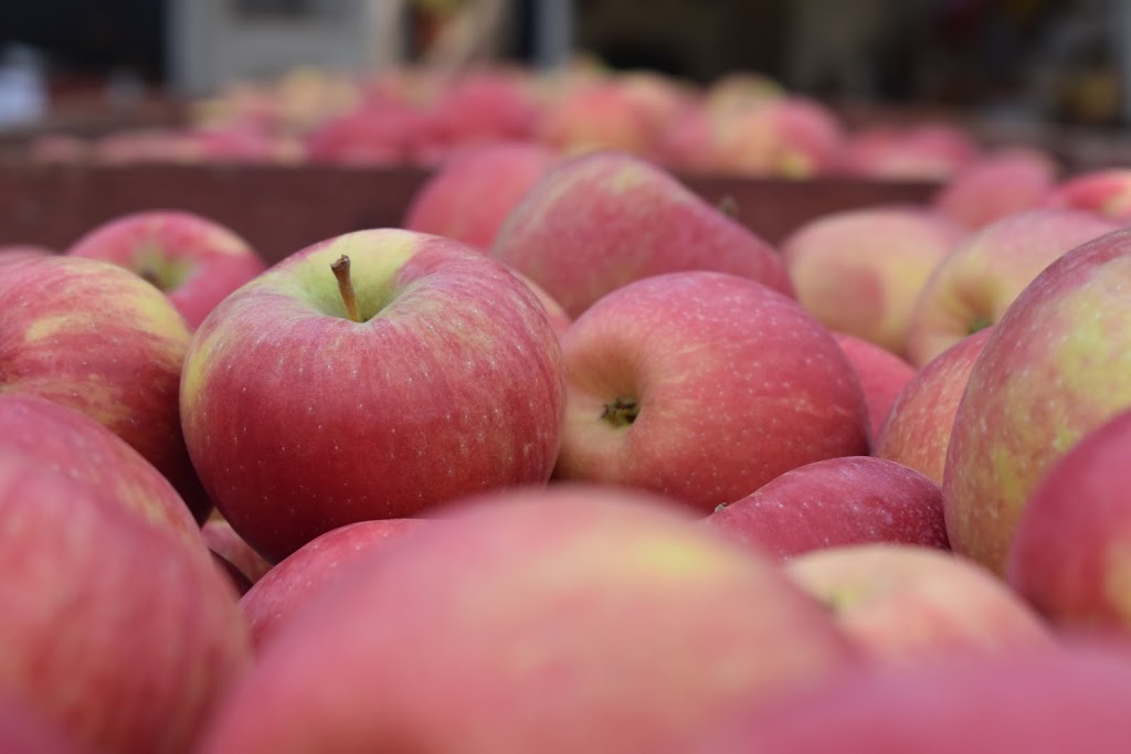 Vails Orchards | 205654 ON-26, Meaford, ON N4L 1C5, Canada | Phone: (519) 538-4928