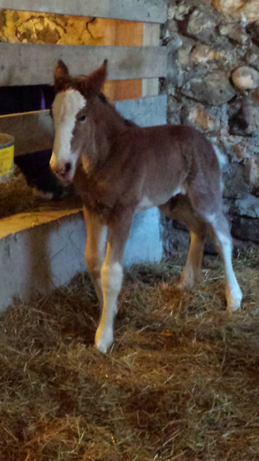 Sky Ridge Clydesdales | 386191 Side Rd 20, Mono, ON L9W 6V3, Canada | Phone: (519) 938-8958