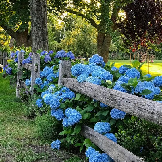HortiCut.com | 14 Rue Racicot, Fassett, QC J0V 1H0, Canada | Phone: (819) 410-0364