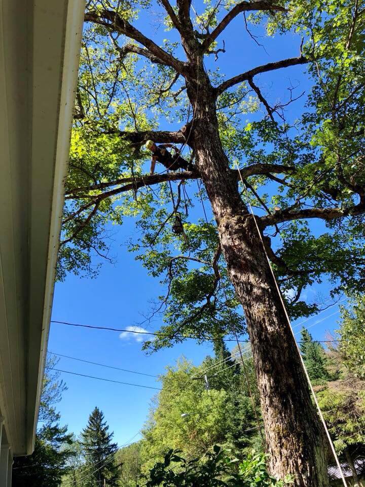 WoodRoy Tree Service | 55 Chem. Alpino, Morin-Heights, QC J0R 1H0, Canada | Phone: (450) 822-9530
