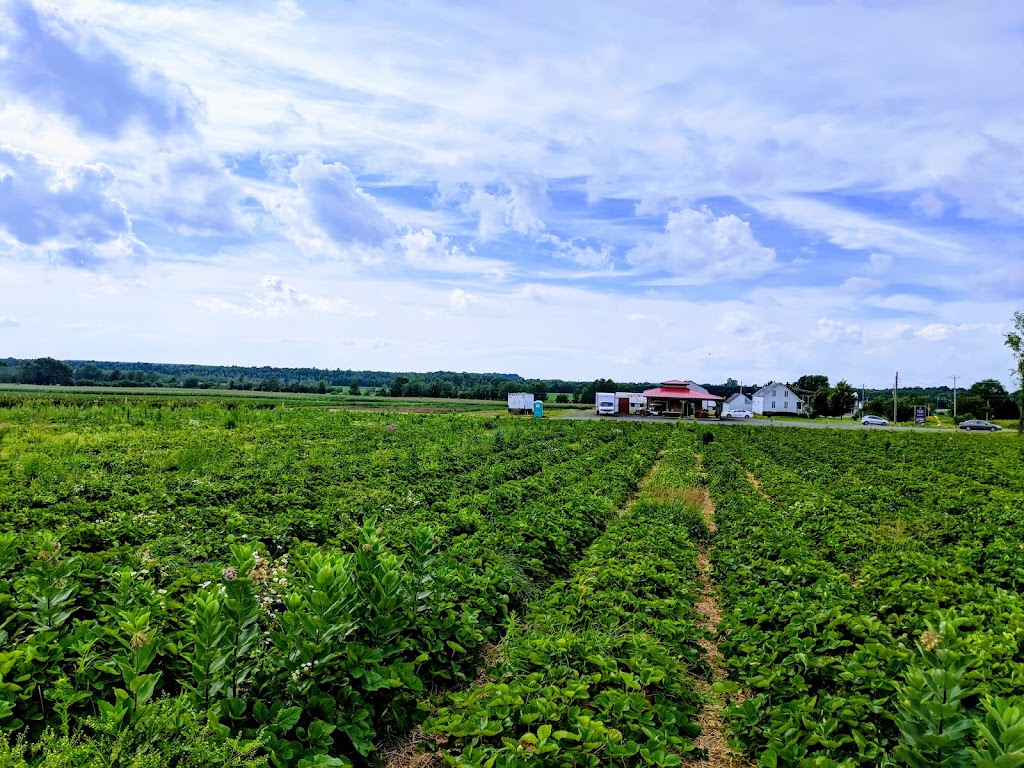 Auto Cueillette De framboise | 107 Rang Chicago, Saint-Christophe-dArthabaska, QC G6R 0T1, Canada | Phone: (819) 260-4441