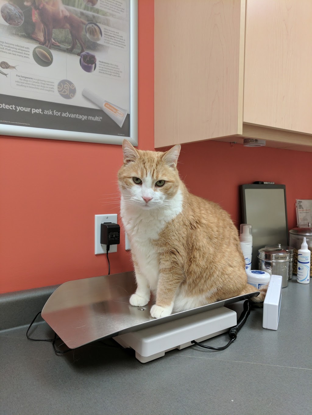 Dundas West Animal Hospital | 2160 Dundas St W, Toronto, ON M6R 1X3, Canada | Phone: (416) 535-8387