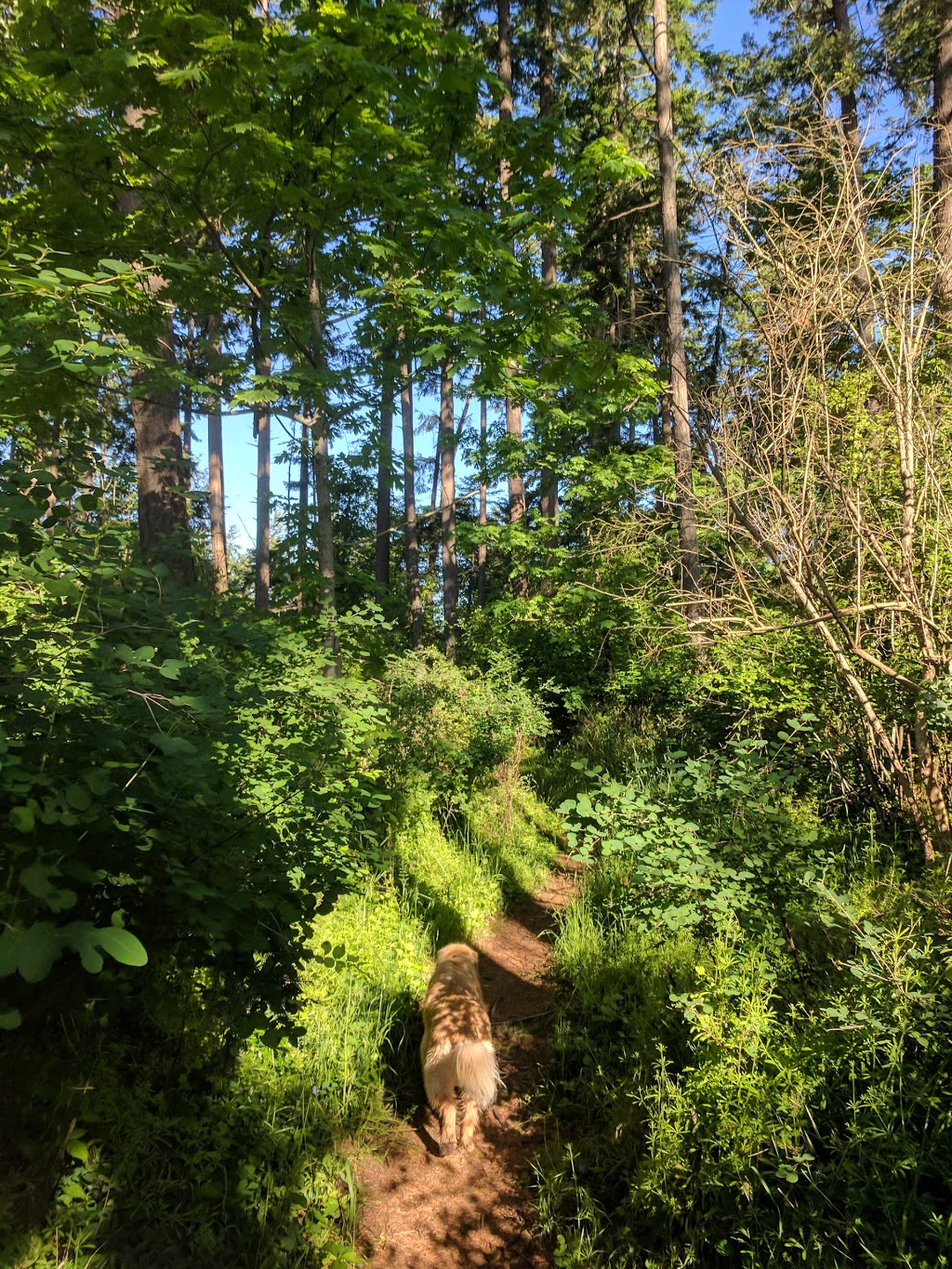 Ferndale Park | Vantreight Dr, Victoria, BC V8N 6L2, Canada | Phone: (250) 475-1775