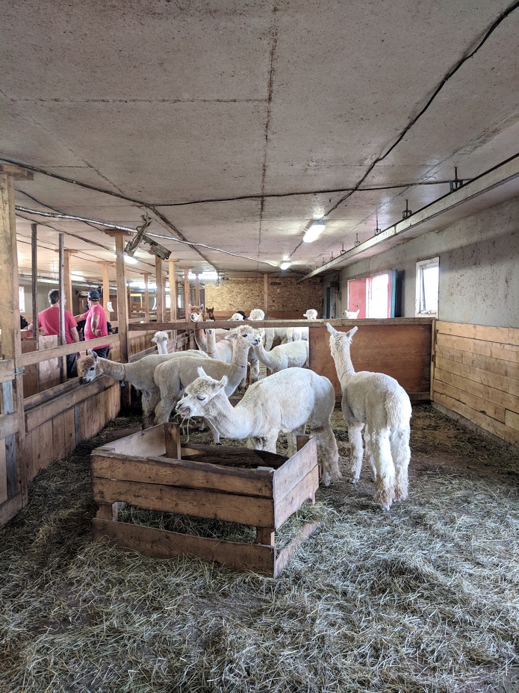 Alpagas Portneuf | 615 Chemin du Bois de lAil, Pont-Rouge, QC G3H 2G8, Canada | Phone: (418) 955-4555