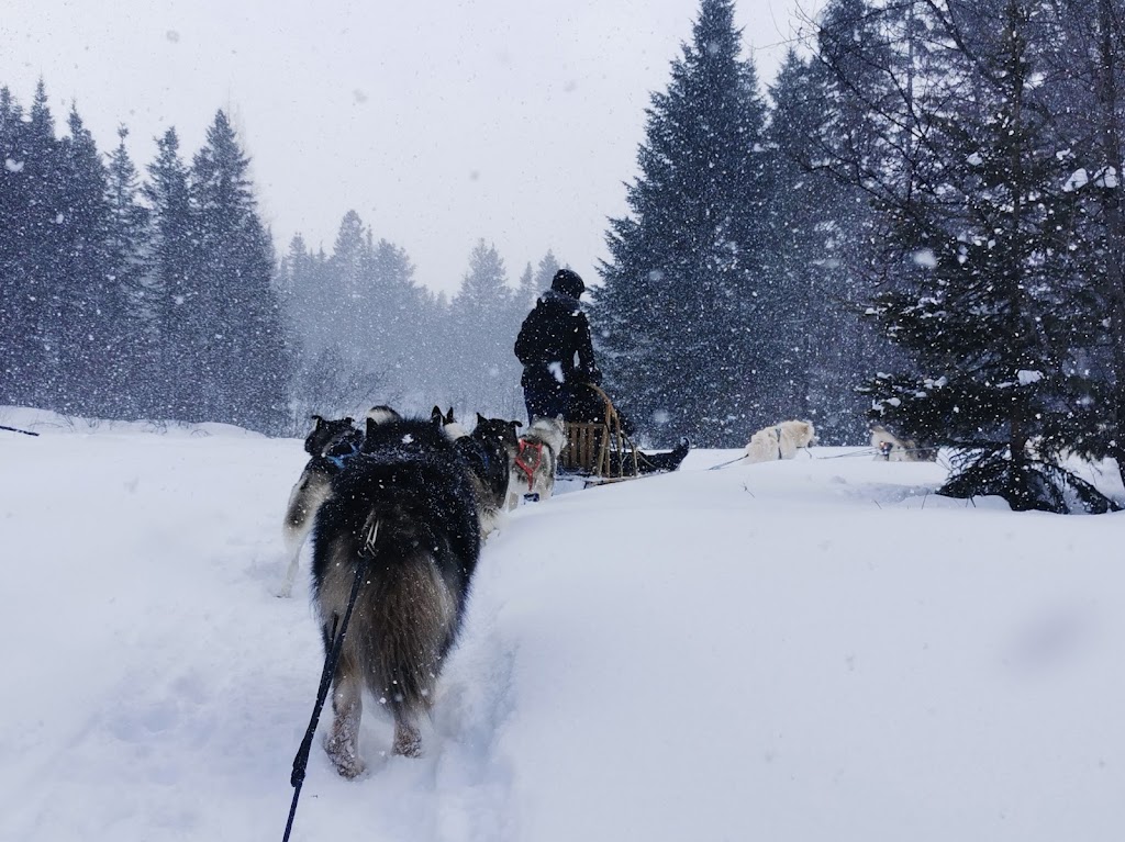 Siberlou | 749 Mnt de la Mer Bleue, LAscension, QC J0T 1W0, Canada | Phone: (819) 275-3957