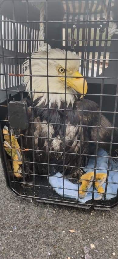 Coastal wildlife rescue and conflict resources services | 7871 Redrooffs Rd, Halfmoon Bay, BC V0N 1Y1, Canada | Phone: (604) 399-8502