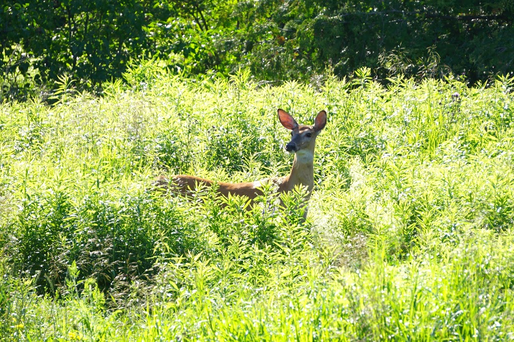 Ken Reid Conservation Area | 277 Kenrei Rd, Lindsay, ON K9V 4R2, Canada | Phone: (705) 328-2271