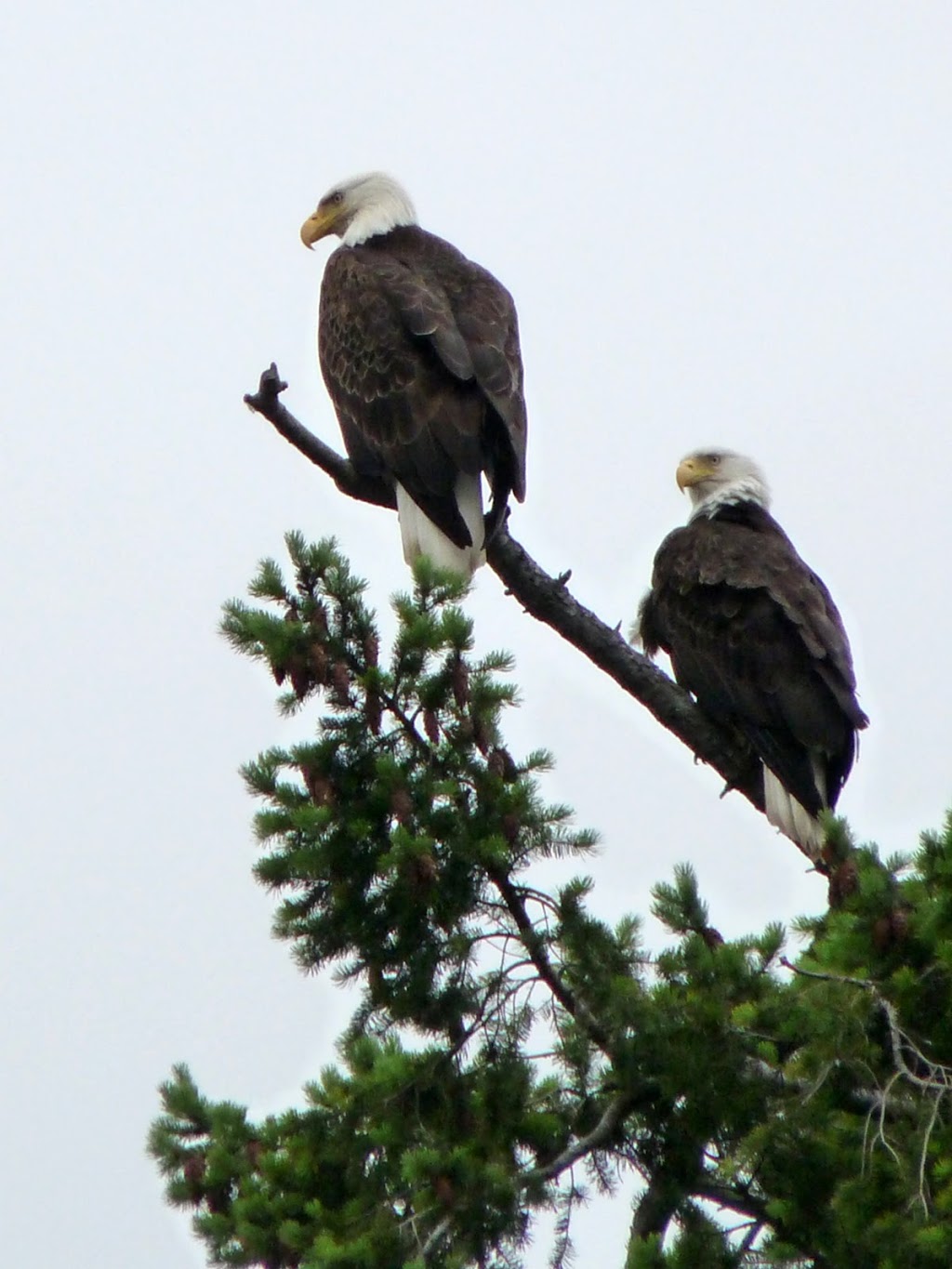 Cabin Bay, Wallace Island Campsite | Wallace Island Provincial Marine Park, Southern Gulf Islands, BC, Canada | Phone: (800) 689-9025