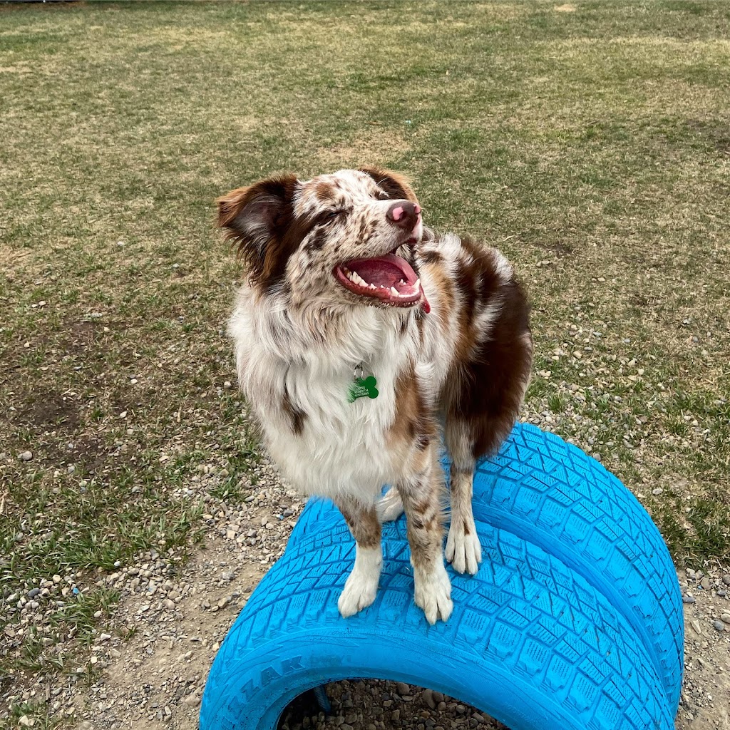 Paw Butler | Range Rd 284, Alberta T1X, Canada, Canada | Phone: (403) 437-8425