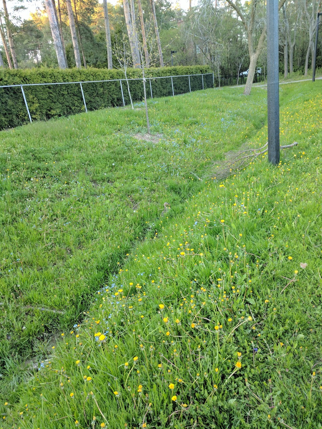 Raccoon Park | 160 Coons Rd, Richmond Hill, ON L4E 2P7, Canada