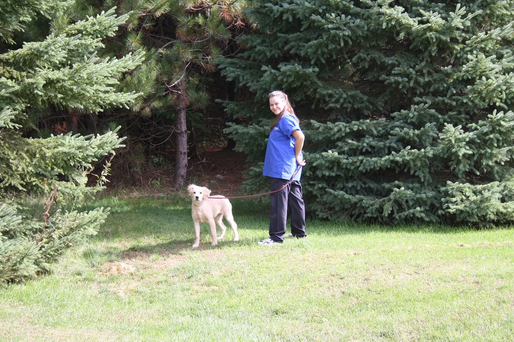 The Royal Pets Hotel and Spa | 2072 3 Line N, Shanty Bay, ON L0L 2L0, Canada | Phone: (705) 726-5034