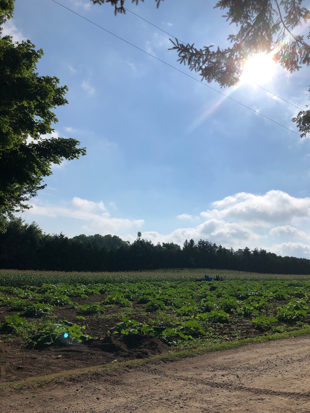 Van Tol’s Sweet Corn Guelph | 7857 Eastview Rd, Guelph, ON N1H 6J1, Canada | Phone: (905) 536-1283