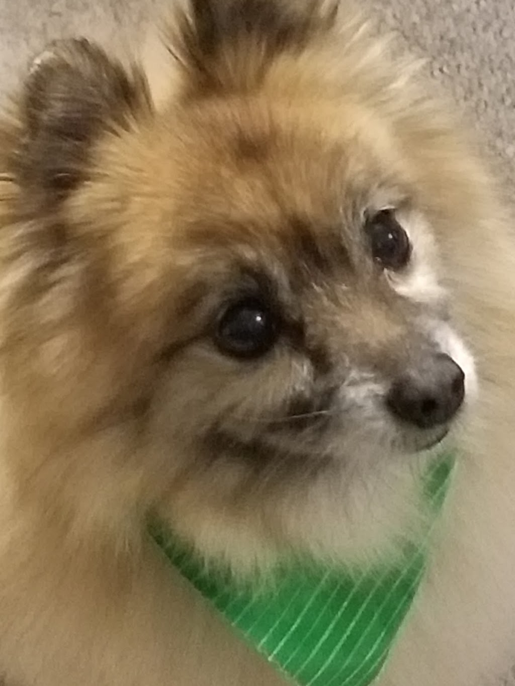 Beautiful Pets | 16 Guelph St, Georgetown, ON L7G 3Z2, Canada | Phone: (905) 702-9333