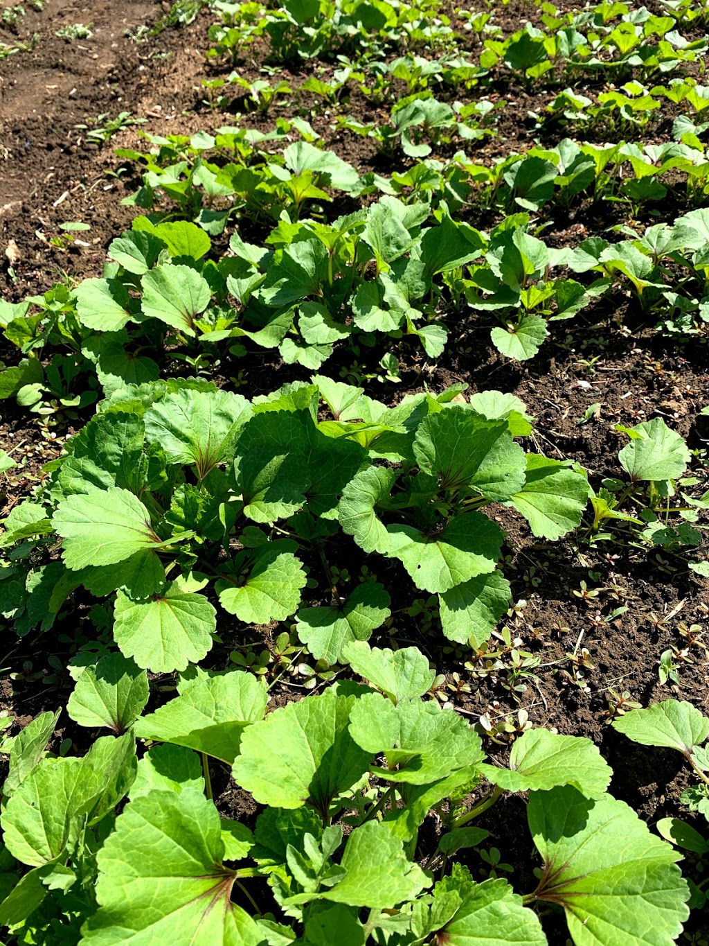 늘푸른농원 Evergreen Farm | 641 McCallum Rd, Abbotsford, BC V2S 8A1, Canada | Phone: (778) 808-0801