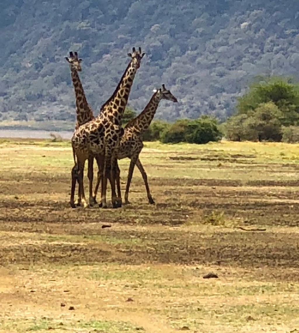 Bestway Tours & Safaris | 8678 Greenall Ave Office # 206, Burnaby, BC V5J 3M6, Canada | Phone: (604) 264-7378