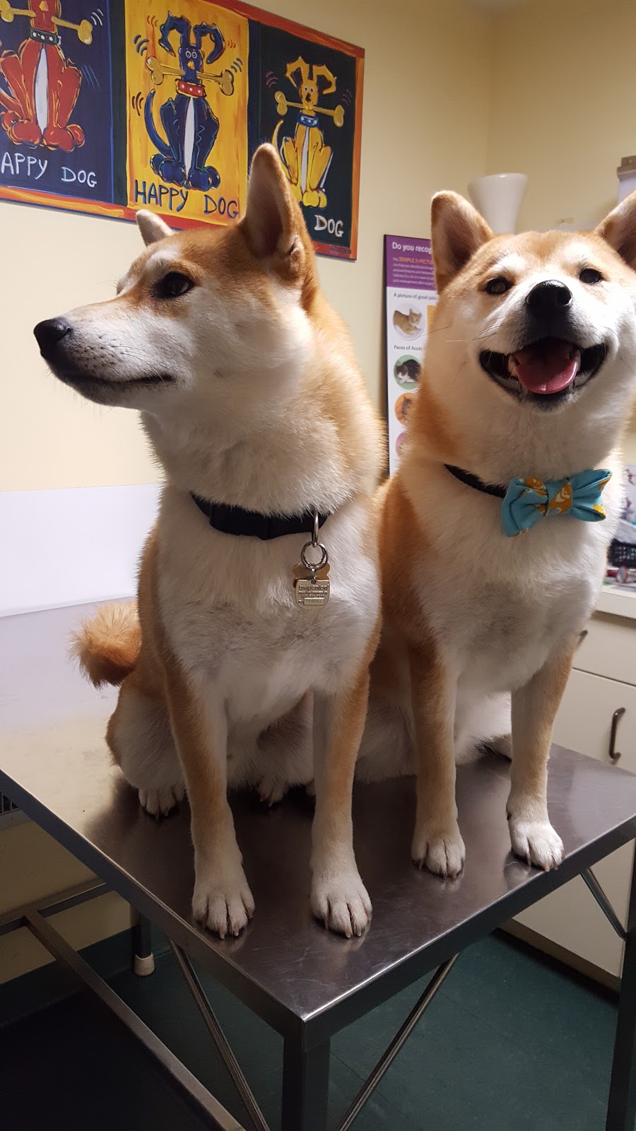 Don Head Village Animal Clinic | 737 Carrville Rd, Richmond Hill, ON L4C 6E5, Canada | Phone: (905) 707-9059