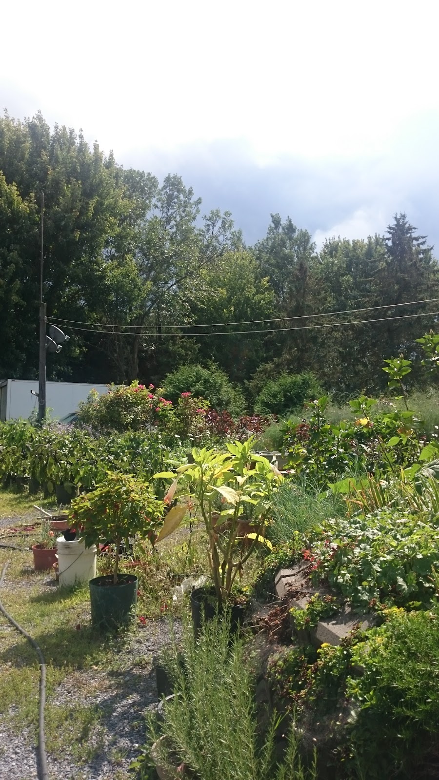 Giugovaz, Ilario | 678 Rang Chartier, Mont-Saint-Grégoire, QC J0J, Canada | Phone: (450) 347-9163