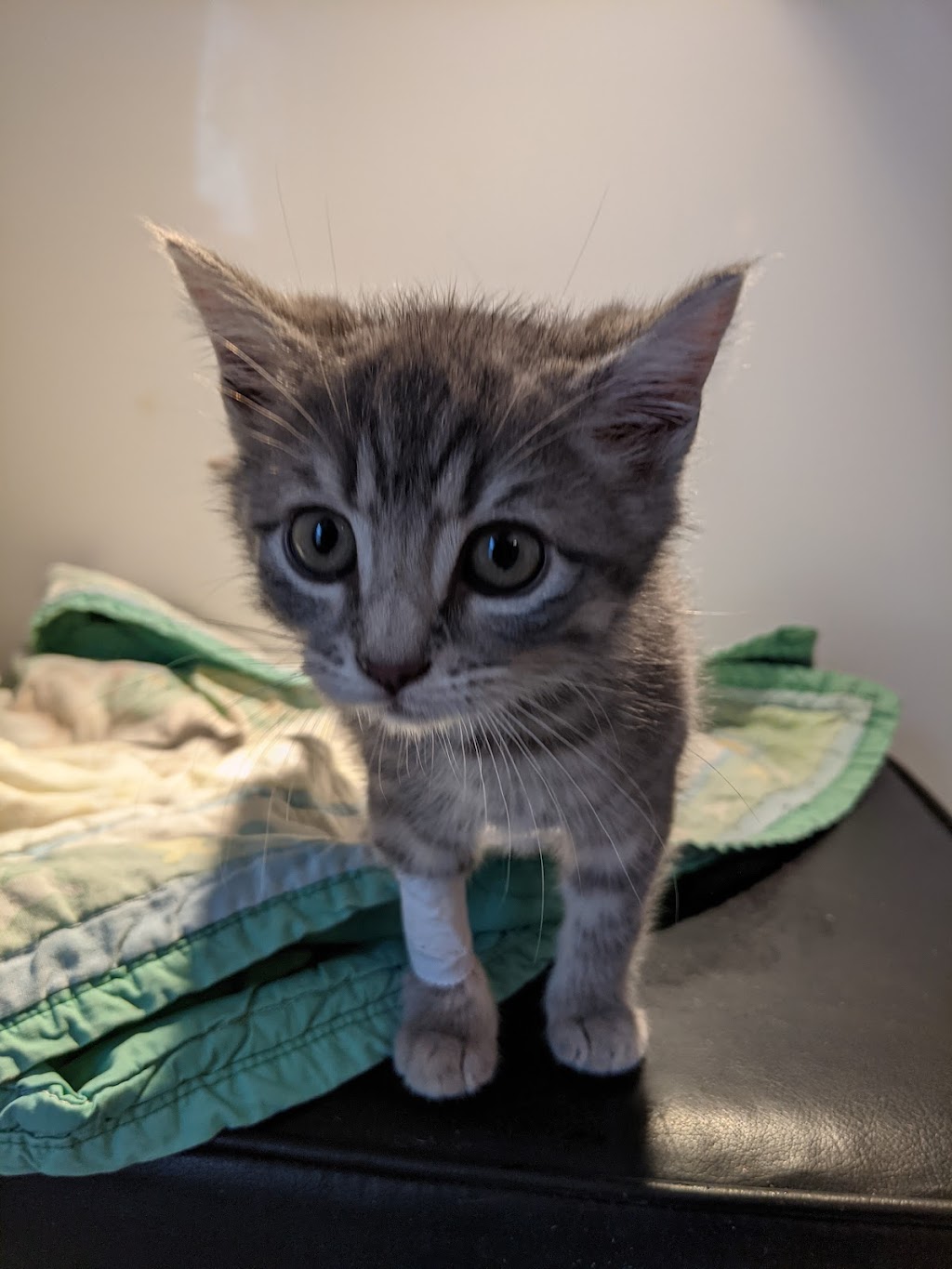 Sissiboo Veterinary Services Ltd | French Rd, Plympton, NS B0W 2R0, Canada | Phone: (902) 837-1009
