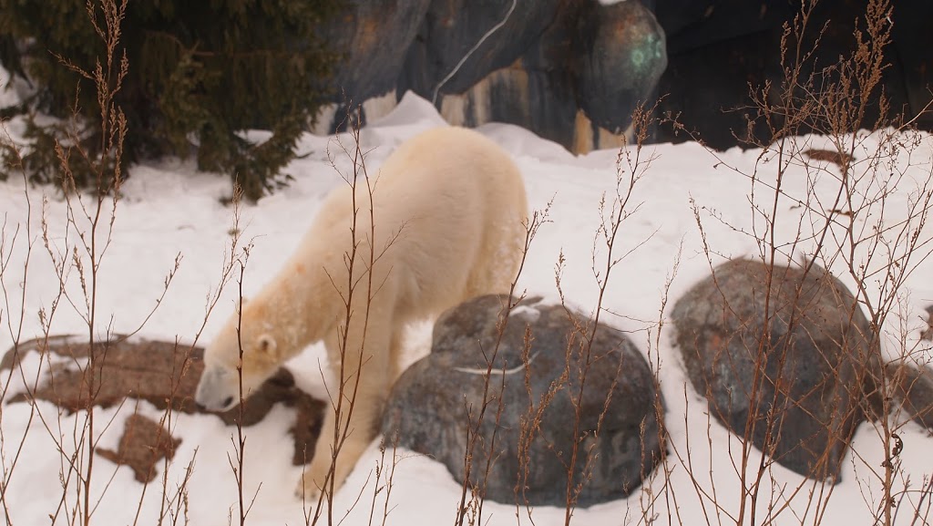 Polar Bear Exhibit | 2000 Meadowvale Rd, Scarborough, ON M1B 5K7, Canada | Phone: (416) 392-5929