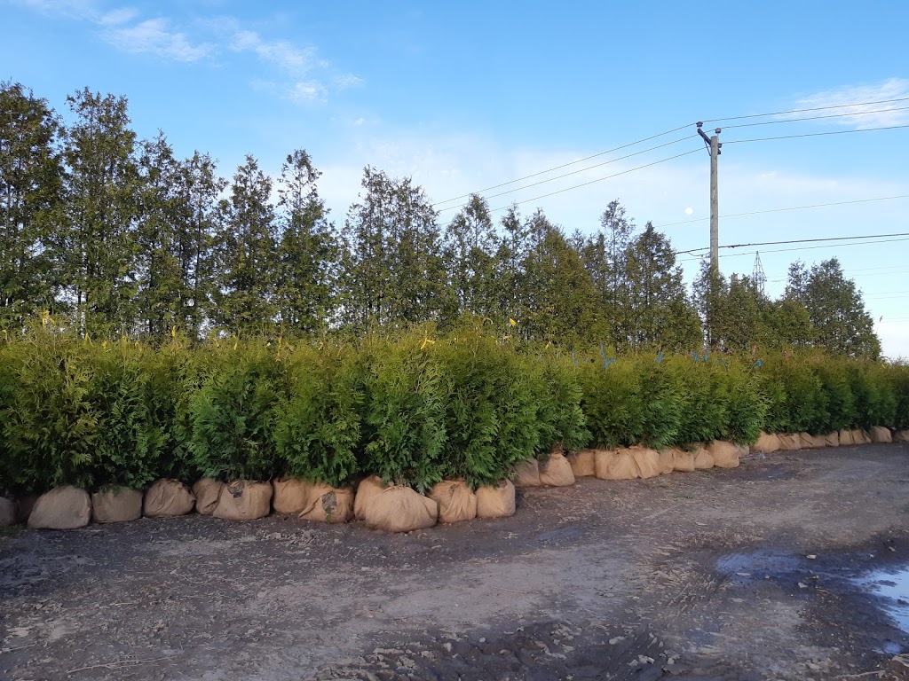 Pépinière Ebriclore | 52 Chemin de la Rivière-Delisle N, Coteau-du-Lac, QC J0P 1B0, Canada | Phone: (450) 763-5804