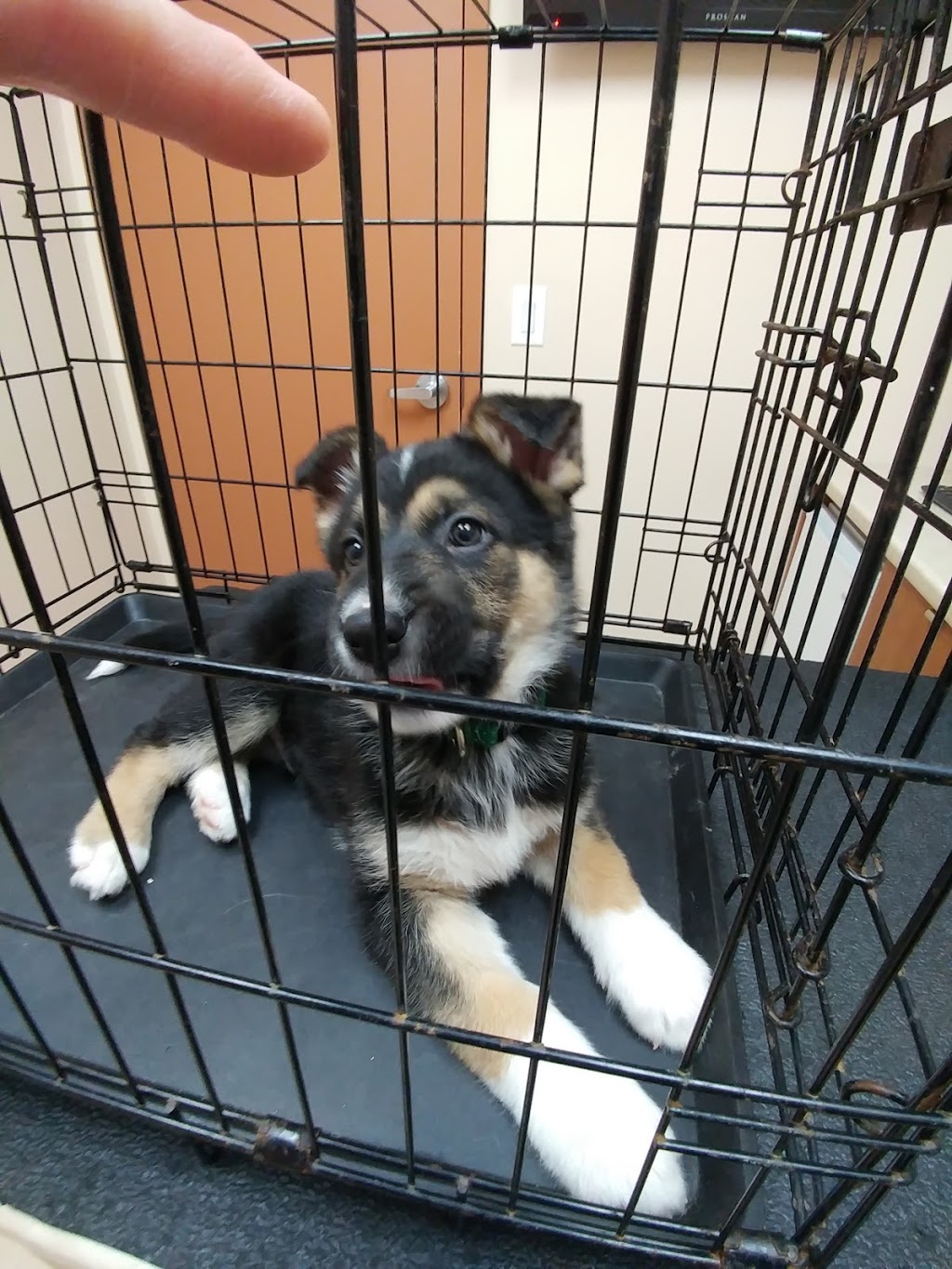 Plessis Veterinary Hospital | 1783 Plessis Rd, Winnipeg, MB R3W 1N3, Canada | Phone: (204) 691-8838