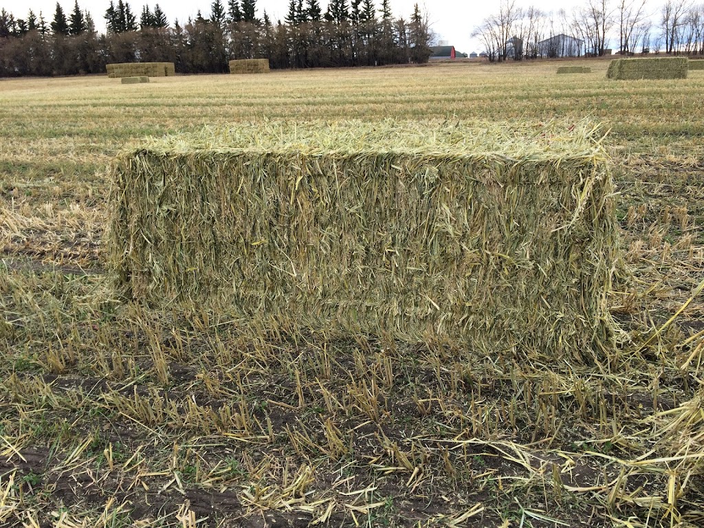 Lux Farms | 284159 Range Rd 23, Madden, AB T0M 1L0, Canada | Phone: (403) 946-5350
