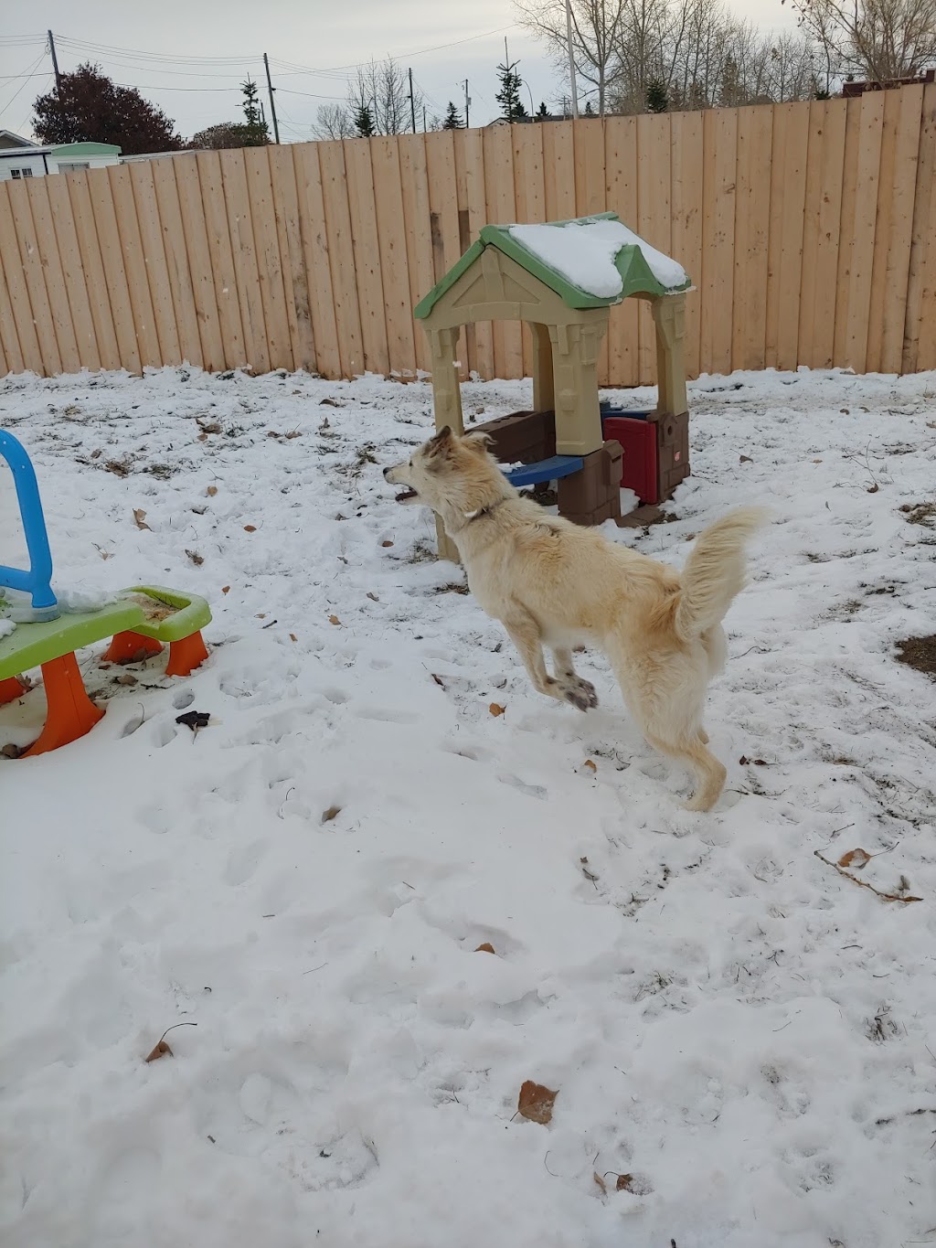 Pawsitive Play Lounge | 130 9 Ave, Carstairs, AB T0M 0N0, Canada | Phone: (403) 337-8671
