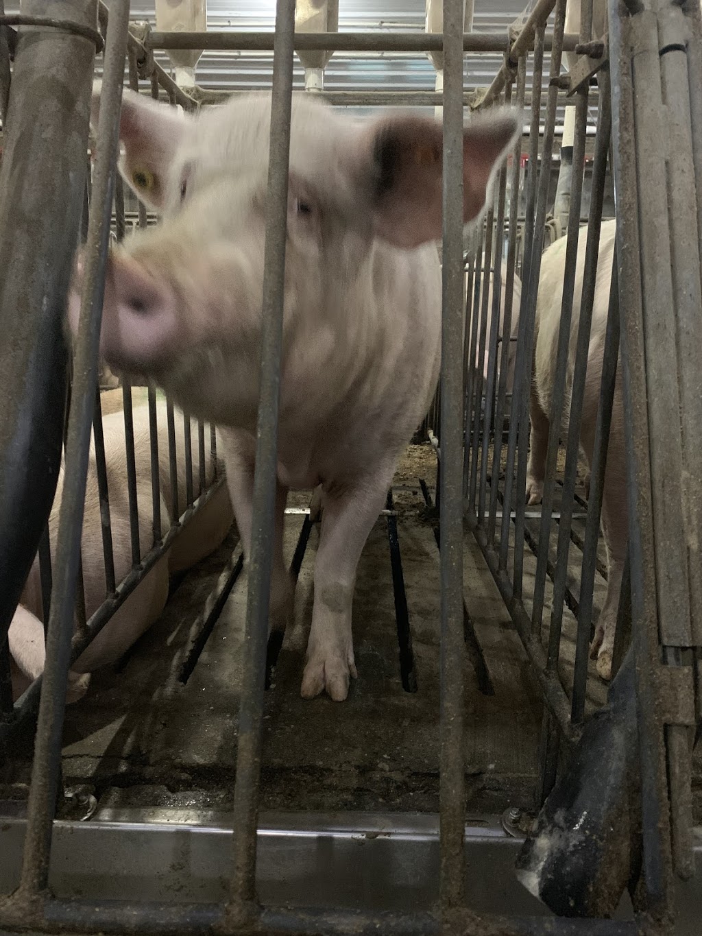 BC SPCA Abbotsford Community Animal Centre | 34312 Industrial Way, Abbotsford, BC V2S 7M6, Canada | Phone: (604) 850-1584
