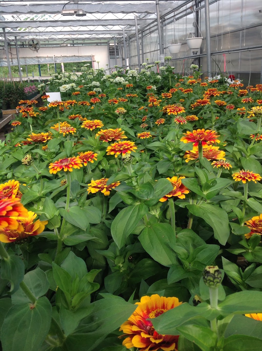 Country Road Greenhouses | 52043 Range Rd 231, Sherwood Park, AB T8B 1A2, Canada | Phone: (780) 467-5784