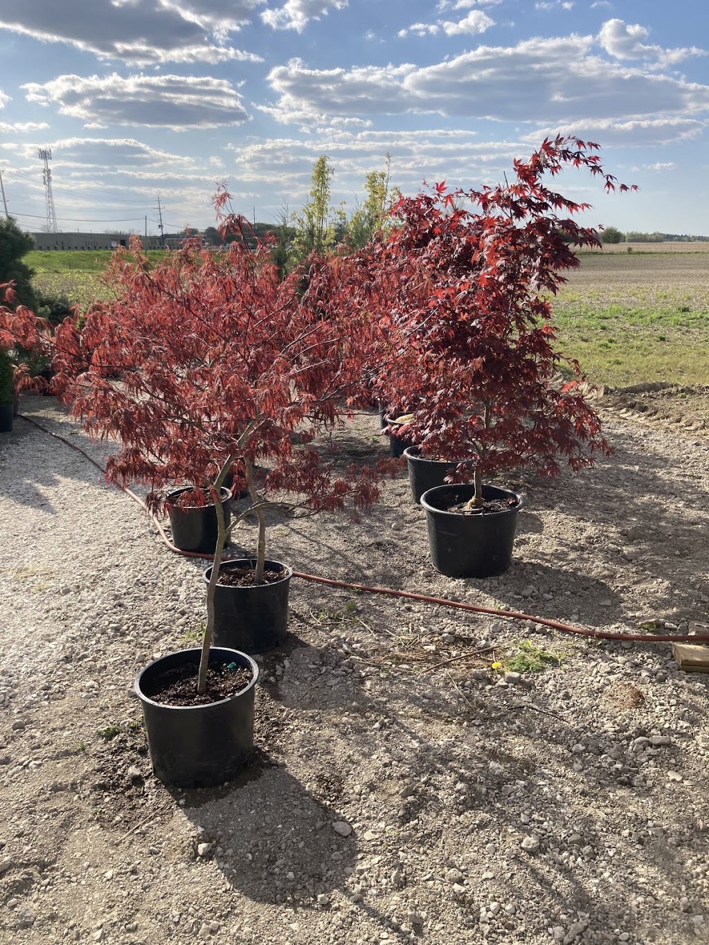 Daves Garden | 14337 Peel Regional Rd 50, Bolton, ON L7E 3H6, Canada | Phone: (902) 402-8848