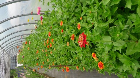 Eco Fleurs 2006 Inc | 1516 Rue du Pont, Saint-Lambert-de-Lauzon, QC G0S 2W0, Canada | Phone: (418) 417-0678