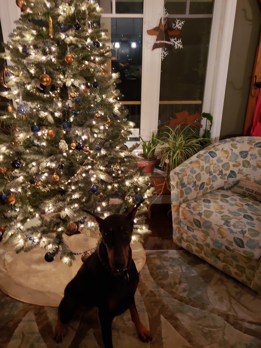 Gatehouse Kennel Bed & Biscuit | 397531 10 Concession, Owen Sound, ON N4K 5N8, Canada | Phone: (519) 374-5205
