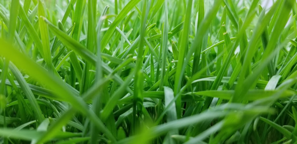 Perks Microgreens | 5872 Sycamore St, Duncan, BC V9L 3E4, Canada | Phone: (250) 216-2877