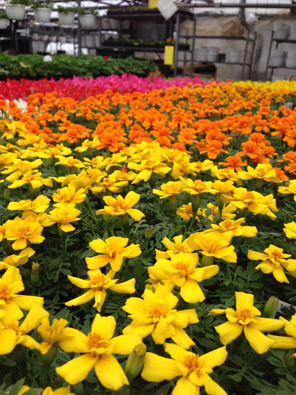 Old Mill Greenhouse | 22112 Gibson Rd, Mount Brydges, ON N0L 1W0, Canada | Phone: (519) 264-1638